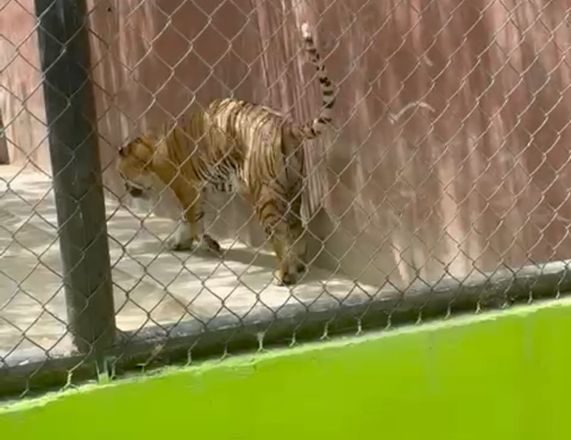 Atienden médicamente a tigre de Bengala enfermo en el Zoológico de Reynosa