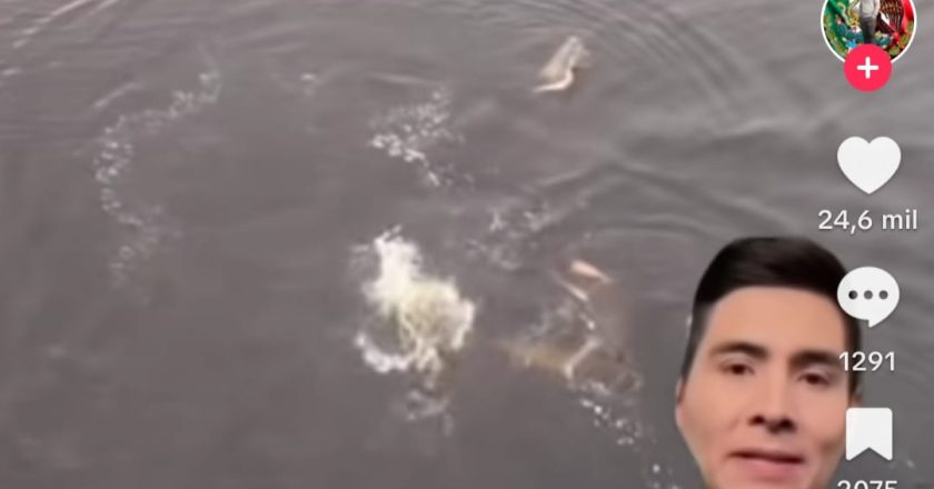 Confirman presencia de cocodrilos en el río Bravo