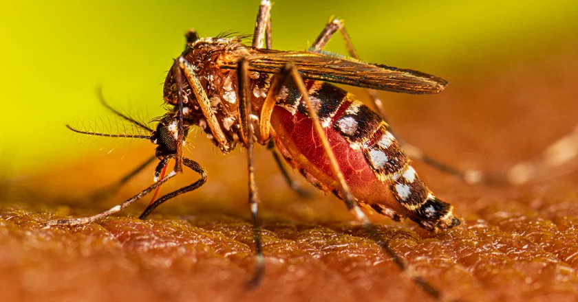 Mantiene SST vigilancia epidemiológica para evitar casos de dengue